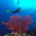 seafan_jk_v_0705_png0689.jpg
